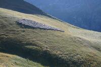 Troupeau parfaitement rassemblé Troupeau parfaitement rassemblé